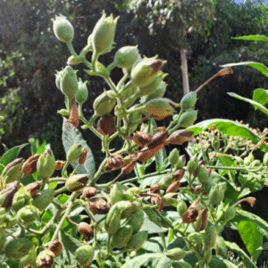 SEMENTES DE TABACO - CÁPSULA