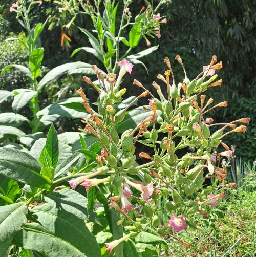SEMENTES DE TABACO - CÁPSULA - Imagem 3