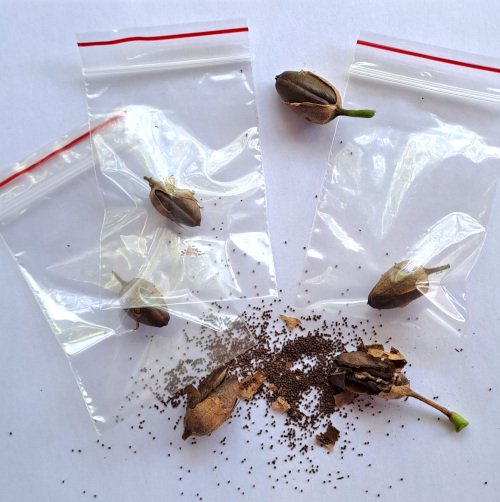 SEMENTES DE TABACO - CÁPSULA - Imagem 4