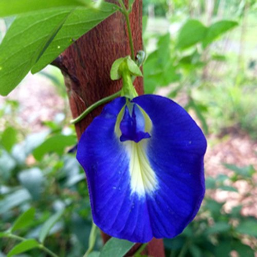 FLORES DE CLITÓRIA DESIDRATADAS - 100 G