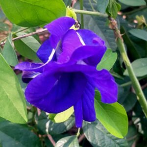 clitoria ternatea