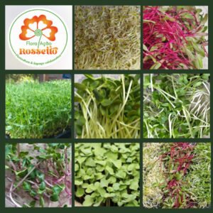 BROTOS E MICROVERDES