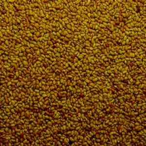 SEMENTES ALFAFA CRIOULA - 10 G